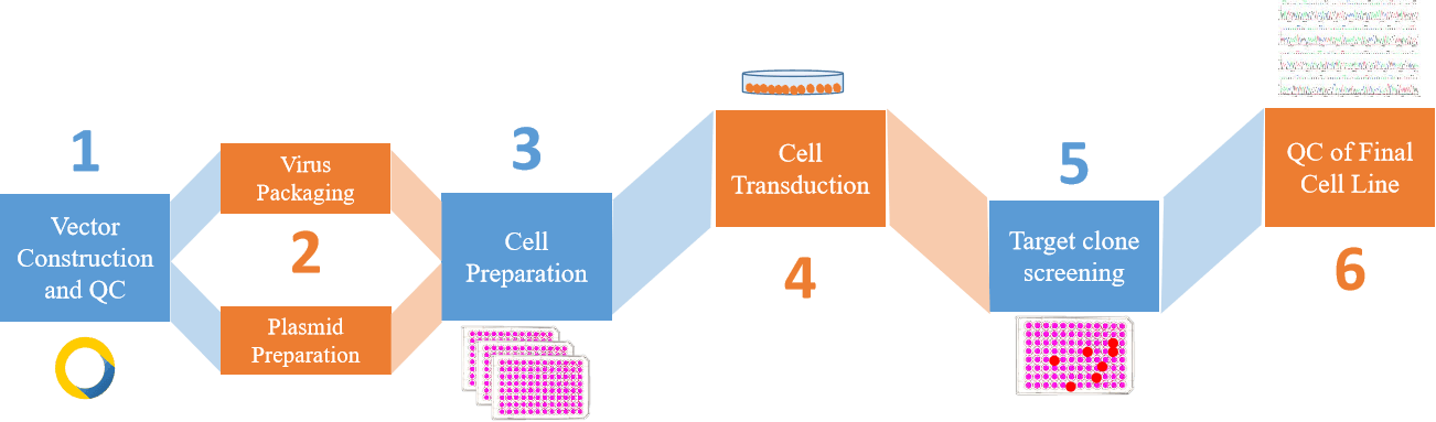 Gene knockdown stable cell construction service process. - Creative Bioarray