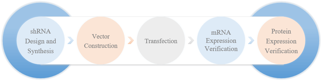 Flow chart of shRNA design related services. - Creative Bioarray