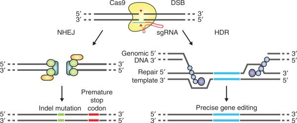 DSB repair promotes gene editing. (Danner E, et al. 2017)