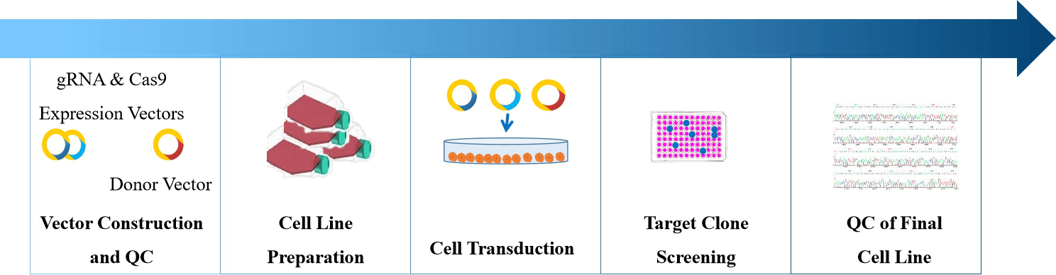 Gene knockin stable cell construction service process. - Creative Bioarray