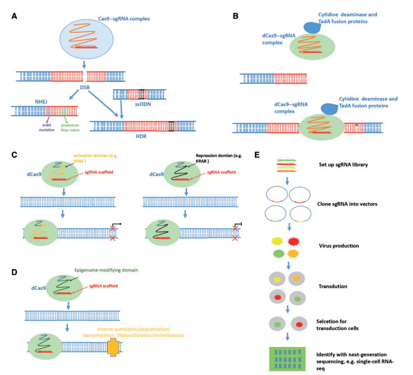 Applications of CRISPR/Cas9 technology. (Zhang C, et al. 2018)