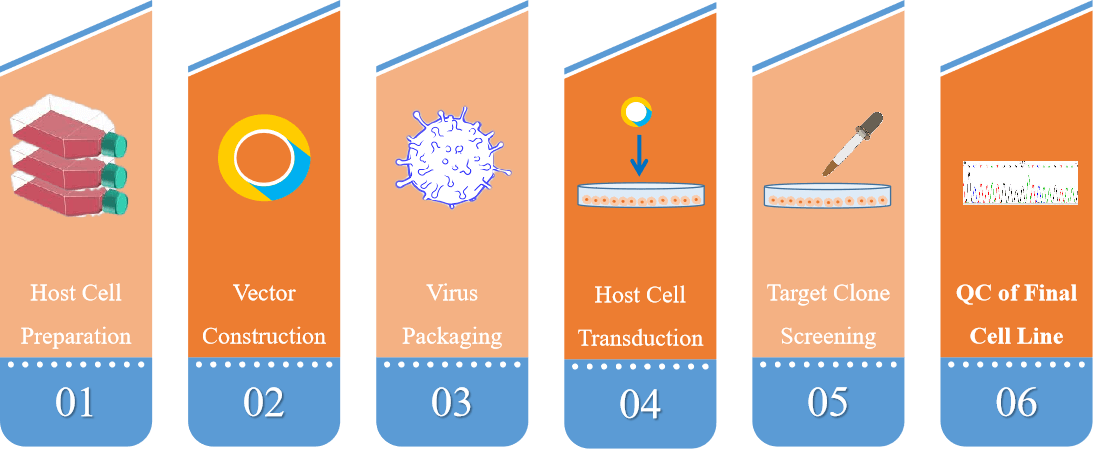Lentivirus-based gene knockout stable cell construction service process. - Creative Bioarray