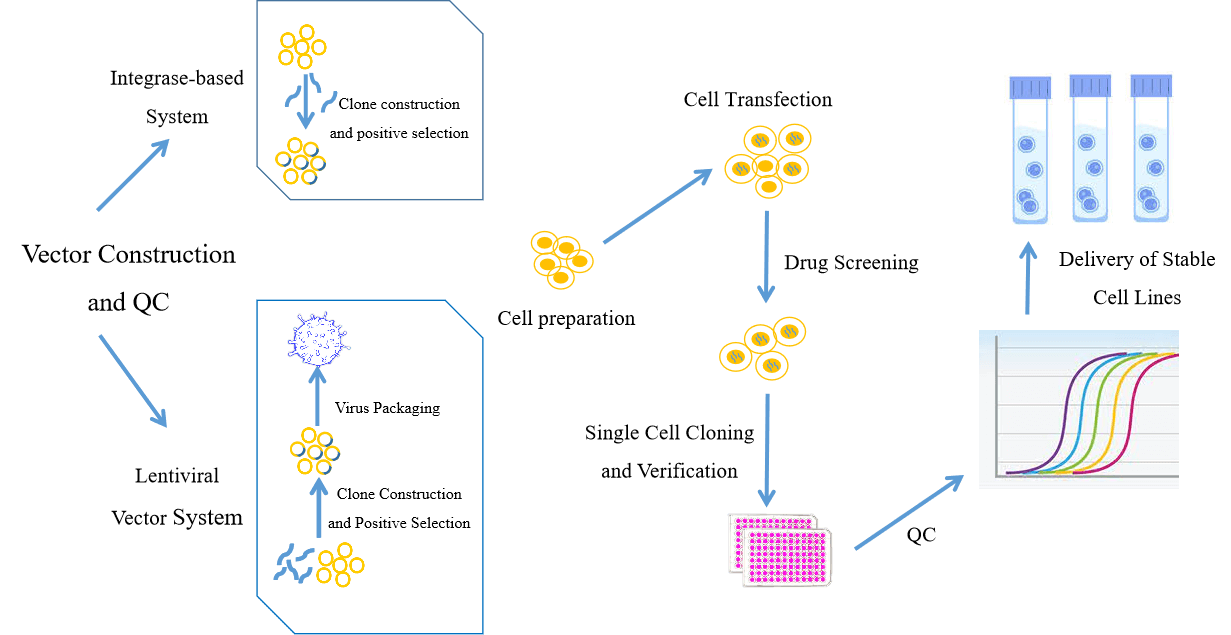 Overexpression cell line construction service workflow. - Creative Bioarray