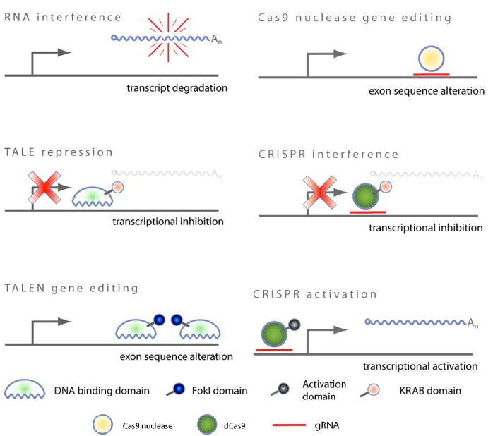 Schematic diagram of the action of CRISPR and RNAi technology. (Boettcher M, et al. 2015)