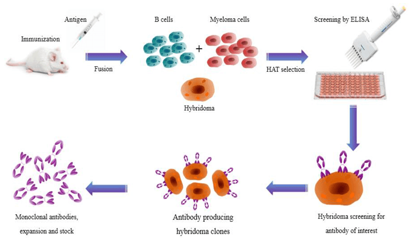 Illustration showing the production route of hybridoma technology.