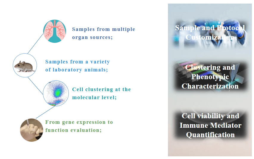Comprehensive immune cell function analysis solution.