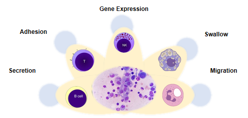 Subpopulations of immune cells that can be analyzed for function.