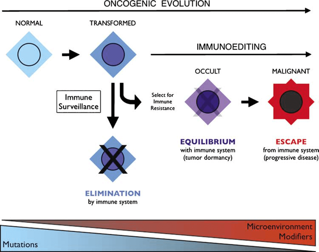 Figure 1. Integration of immunoediting and oncogenesis during cancer progression. (Prendergast G C., 2008)