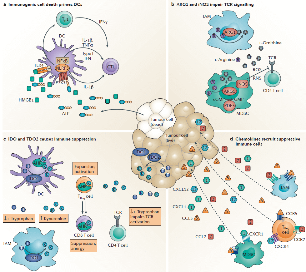 Figure 2. Small-molecule drug targets to restore cancer immunity in the tumour. (Adams J L, et al., 2015)