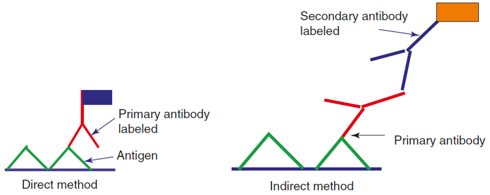 Figure 2. Scheme diagram of direct and indirect immunostaining. (Dey P., 2018)
