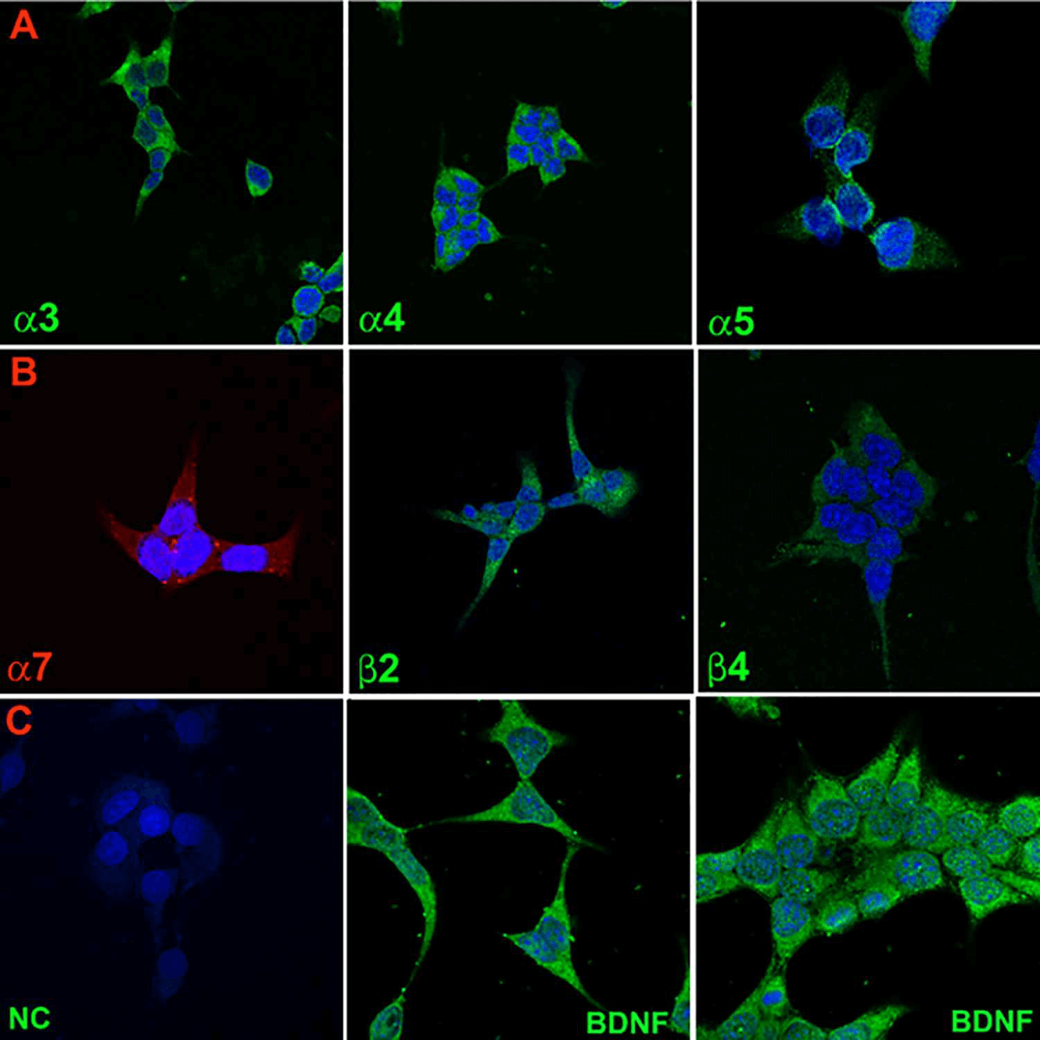 Immunofluorescence staining of nAChR subunits and BDNF in STC-1 cells. (Qian J, et al., 2016)