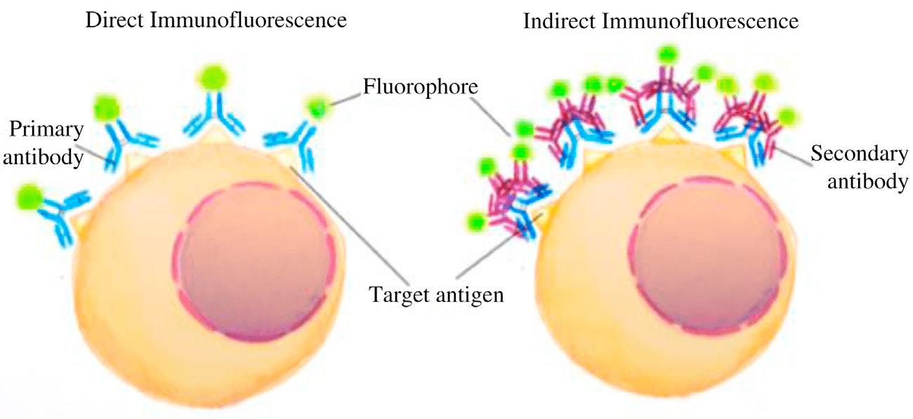 Direct and Indirect Immunofluorescence. (Joshi S, & Yu D., 2017)