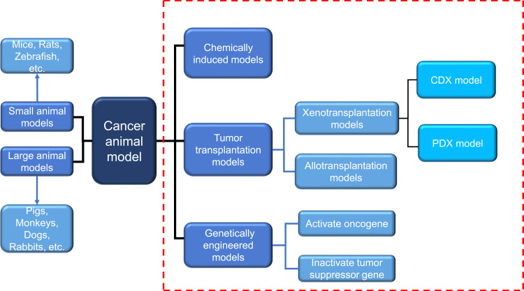 Two commonly used classification methods of cancer animal models.