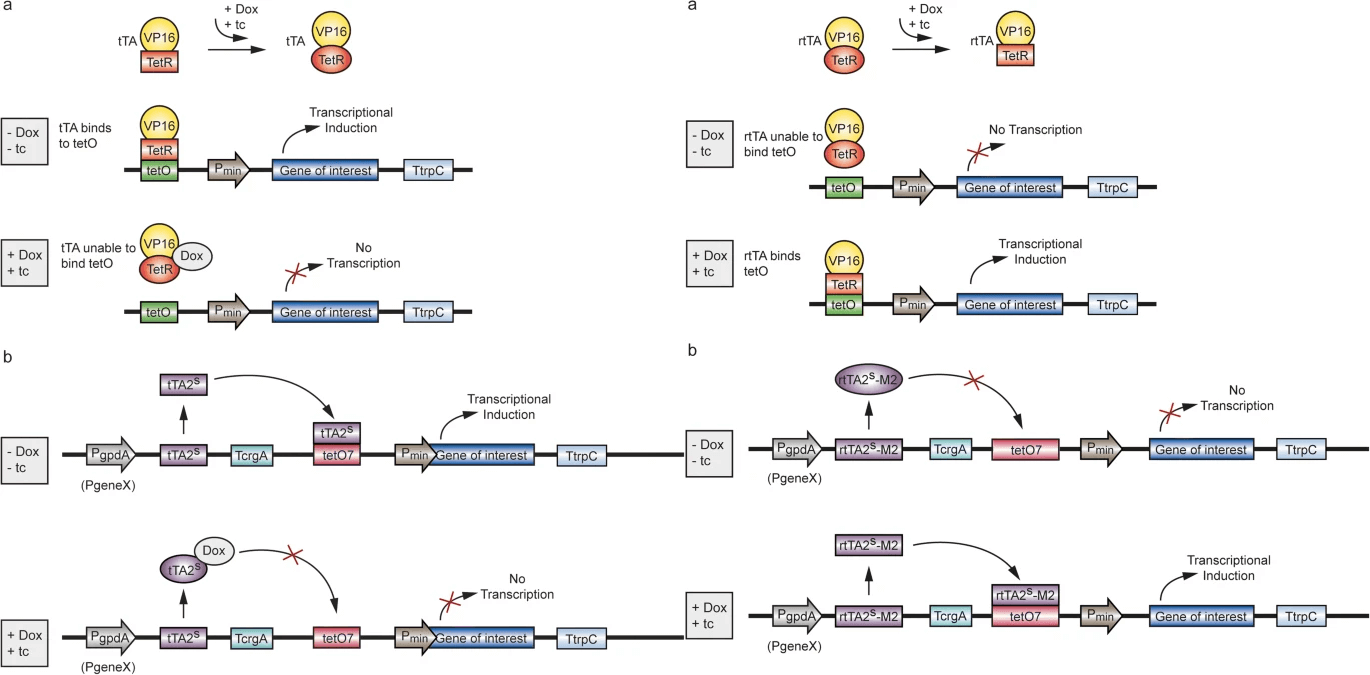 Schematic diagram of the eukaryotic Tet system (left: Tet-Off expression system; right: Tet-On expression system). (Kluge J, et al. 2018)