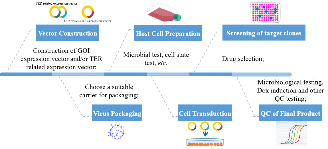 Tet-induced gene expression cell line construction service process. - Creative Bioarray