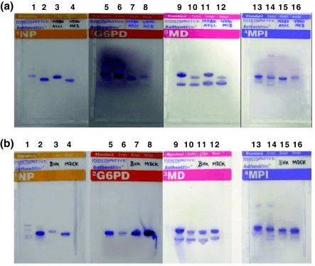 Fig 1. Results of Isoenzyme analyses done for species identification of animal cells. (Ramya R, et al. 2009)