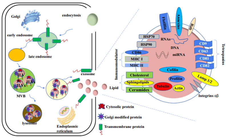 Fig 1. Biogenesis and structural composition of exosomes. (Farooqi A A, et al. 2018)
