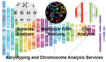 Fig 2. Featured karyotyping and chromosome analysis services. - Bio-microarray