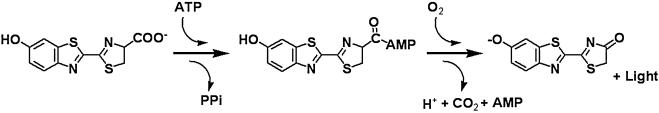 Chemical reaction catalyzed by firefly luciferase. (Fan F, & Wood K V., 2007)