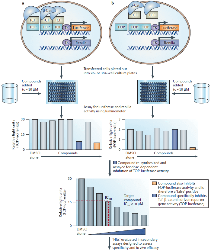 A cell-based assay for screening compound libraries for small-molecule inhibitors of the Wnt pathway. (Barker N, & Clevers H, 2016)