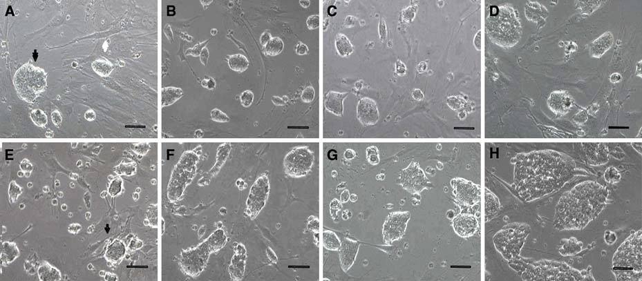 mycoplasma cell culture