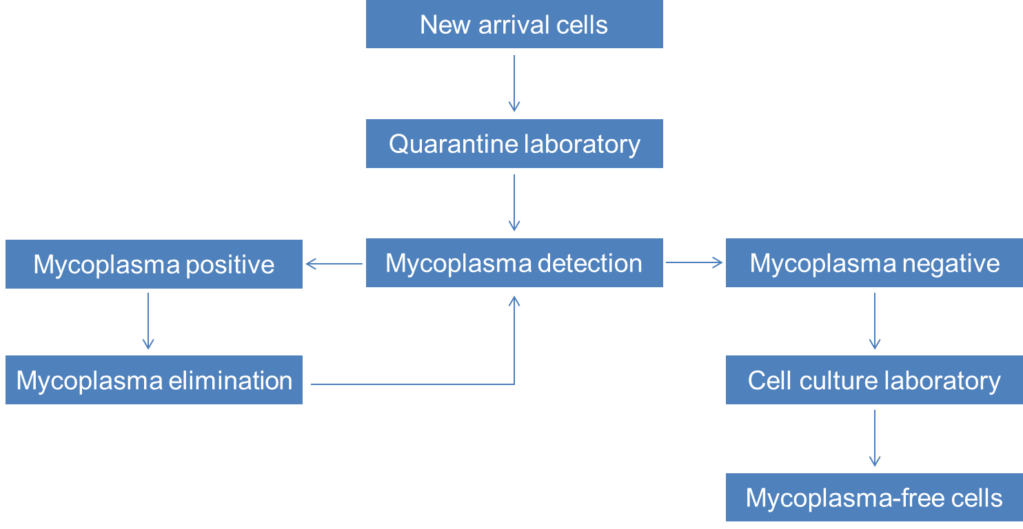 Mycoplasma detection and elimination services flow chart-Creative Bioarray.