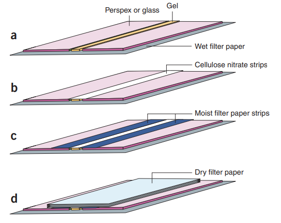 Fig 1. Steps in the procedure for transferring DNA from an agarose gel strip to a hybridization membrane. (Southern E, et al. 2006)