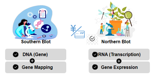 Northern & Southern Blot Hybridization Detection Services