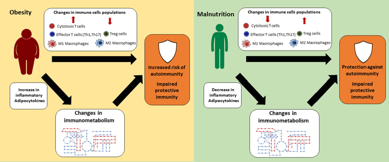  Suggested links between nutritional status, immune metabolism, and immune function.