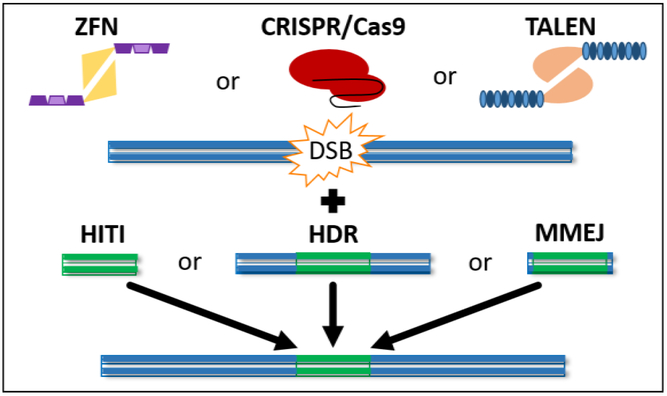 Nuclease-mediated approaches for SSI in CHO cells. (Hamaker N K, et al. 2018)