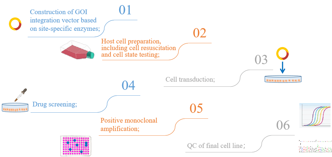 Our site-specific integrated stable cell construction service process. - Creative Bioarray