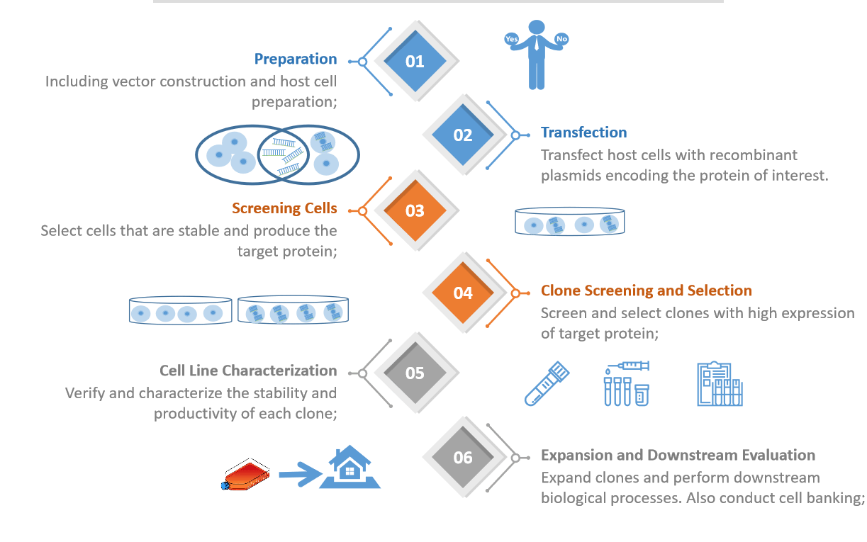 Stable transfection cell line service process. - Creative Bioarray