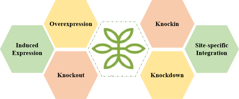 Comprehensive gene editing service section. - Creative Bioarray