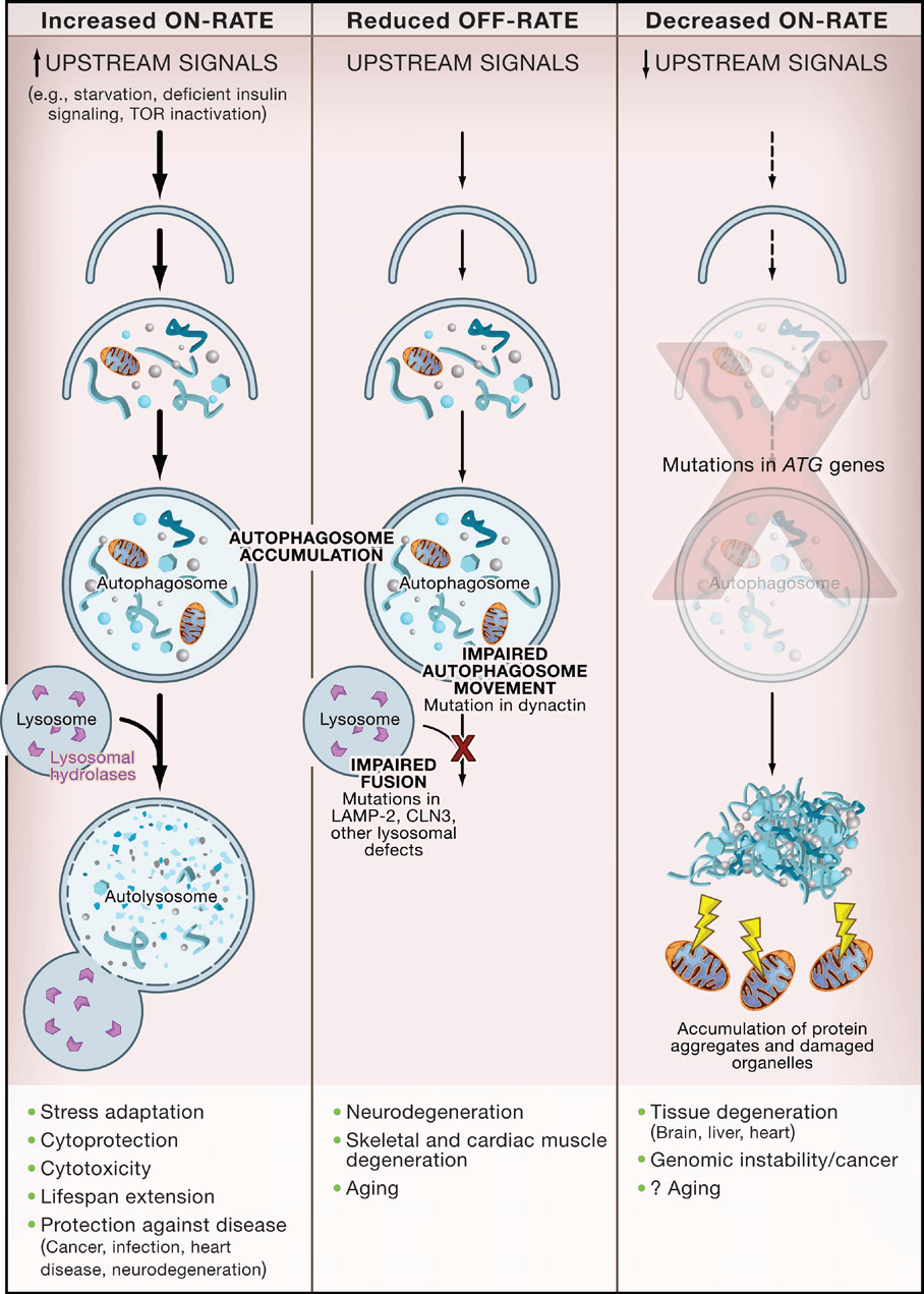 Alterations in Different Stages of Autophagy Have Different Consequences.