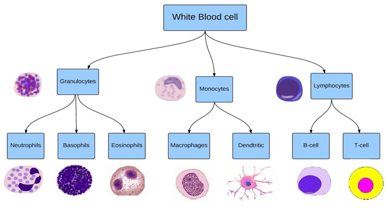 White blood cell taxonomy from bone marrow.