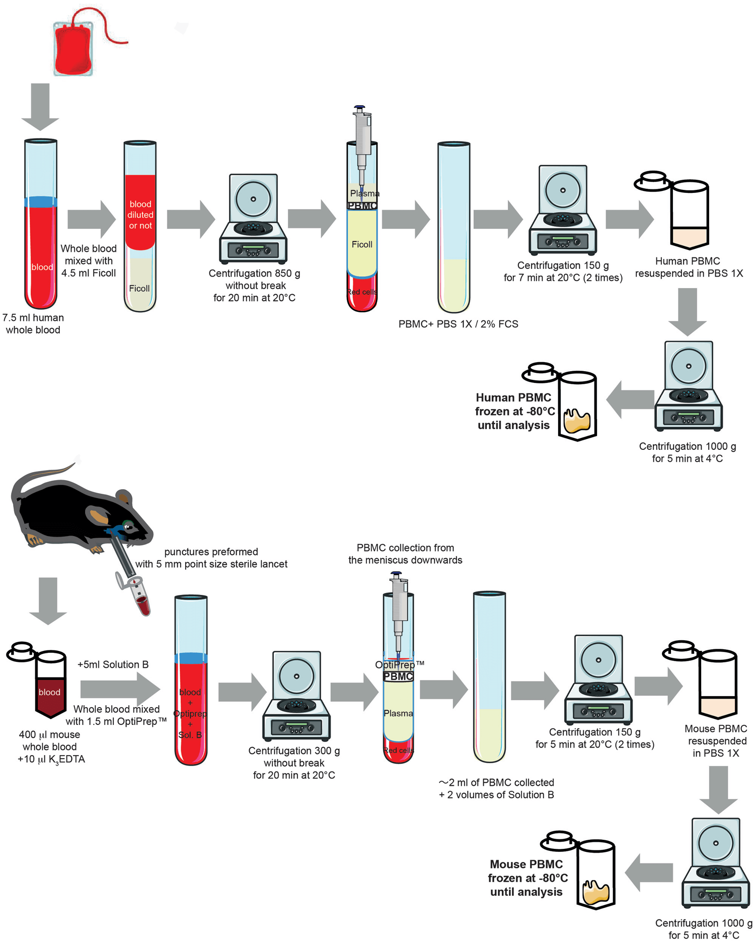 Experimental protocol for isolating human and mouse peripheral blood mononuclear cells from whole blood.