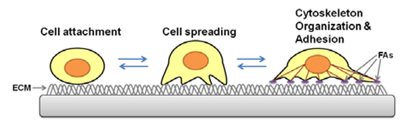 The process of cell adhesion. 