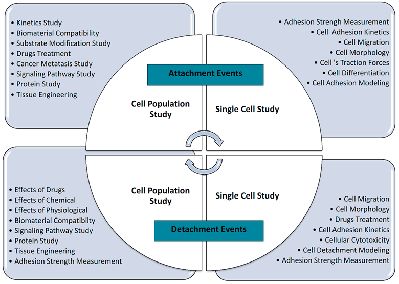 Summary of the importance of adhesion studies and their applications.