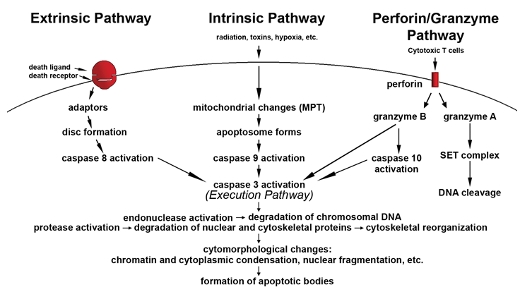 Schematic representation of apoptotic events. 