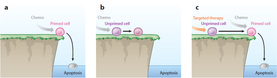 Apoptotic priming and cellular response to chemotherapy.