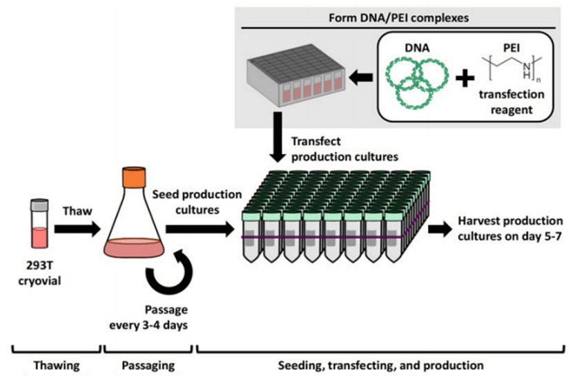 Flow chart showing the entire process from thaw to transfection.