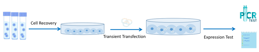 Our transient transfection and cell culture service process.