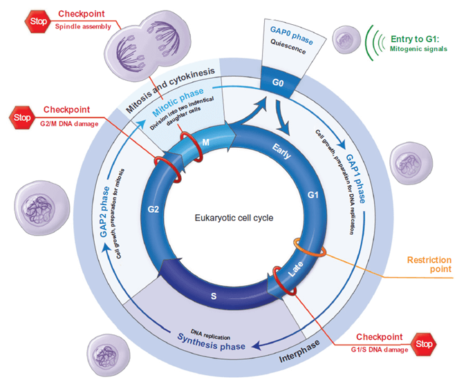 The cell cycle: different phases and major events.