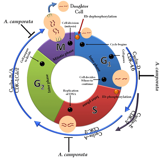 Schematic diagram of A. camphorata-induced cell cycle arrest in various cancer cells. 