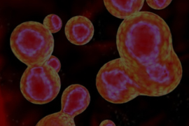 Cell Proliferation Assays