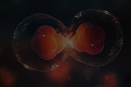 Cell Cycle Assays