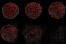 Cell Apoptosis Assays