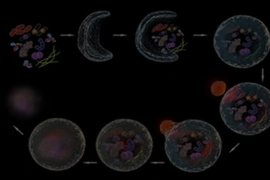 Autophagy Assays