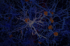 Cellular Senescence Assays