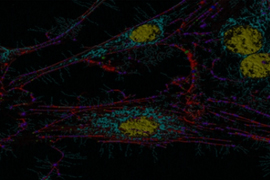 Cell Adhesion Assays